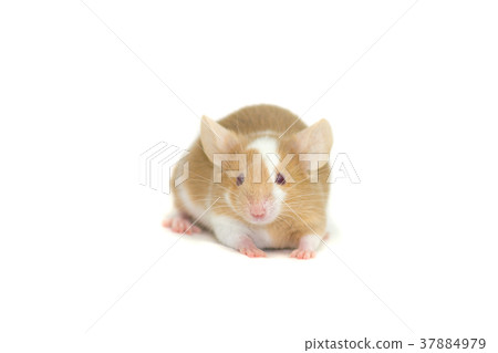 Cute decorative mouse Cute decorative mouse 37884979