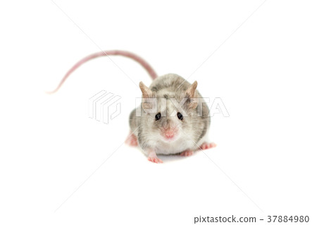 Cute decorative mouse Cute decorative mouse 37884980
