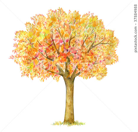 Autumn tree isolated on white. Four seasons. Autumn tree isolated on white. Four seasons. 37884988