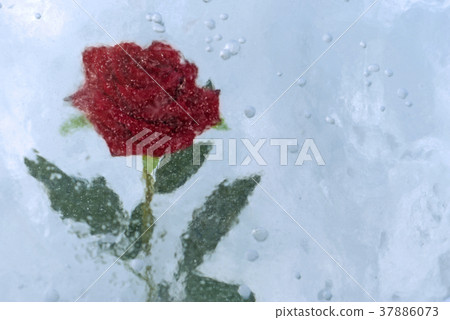 rose, frozen in ice rose, frozen in ice 37886073