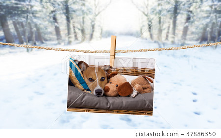 cute photo of dog on string in winter 37886350