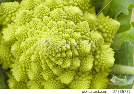 Romanesco 37886781