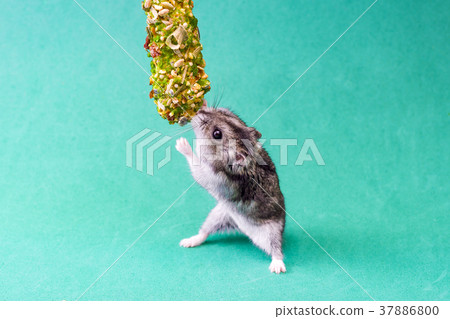 Grey dwarf hamster 37886800