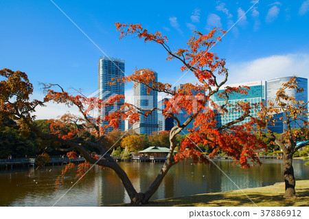 Hama Rikyu Fall leaves Hama Rikyu Fall leaves 37886912
