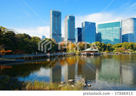 Hama Rikyu Fall leaves Hama Rikyu Fall leaves 37886913