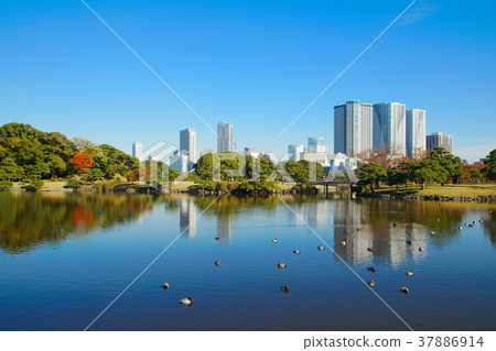 Landscape that shines in the autumn leaves and the lake surface of Hamarikyu Enshi Park Landscape that shines in the autumn leaves and the lake surface of Hamarikyu Enshi Park 37886914