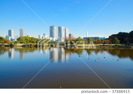 在Hamarikyu恩施公園的秋葉和湖面照耀的風景 在Hamarikyu恩施公園的秋葉和湖面照耀的風景 37886915