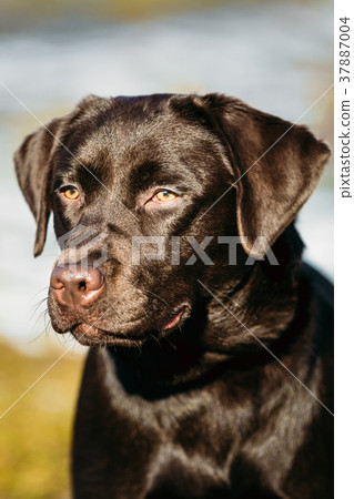 Beautiful Brown Dog Lab Labrador Retriever Beautiful Brown Dog Lab Labrador Retriever 37887004