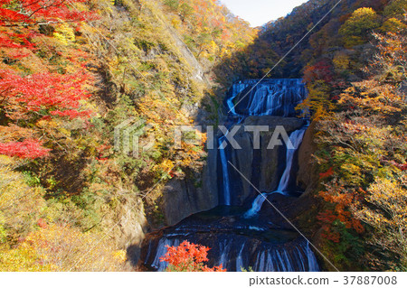 Fukurodon falls autumn leaves 37887008