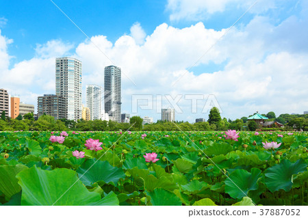 藍天傳播的上野忍布池塘的蓮花 37887052