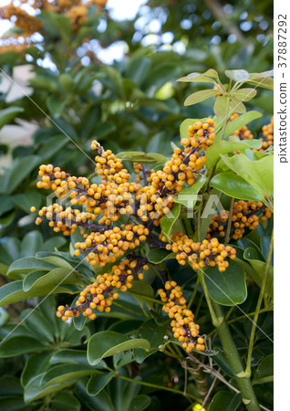 Kapok Fruit (Chefrera, Yadriha kanoki) 37887292