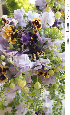Pansy and green, sweet pea bouquet up colorfully. 37887448