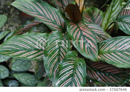 Karathea Ornata Roseolienata Karathea Ornata Roseolienata 37887646