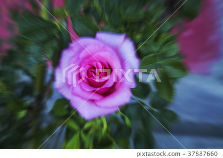 粉紫紅玫瑰 37887660