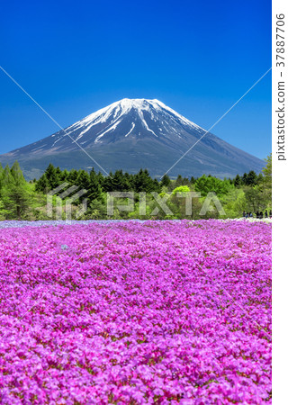 Shibazakura and Mt. Fuji Shibazakura and Mt. Fuji 37887706