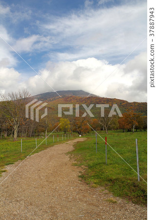 Autumn leaves of Kamagamine ranch 37887943