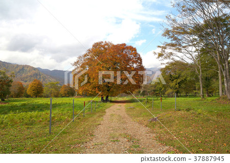 Kuragamine Ranch 37887945