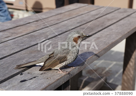 Bulbul Brown-eared bulbul 37888090