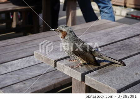 Bulbul Brown-eared bulbul Bulbul Brown-eared bulbul 37888091