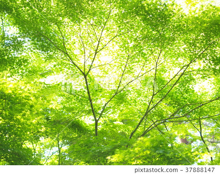 一個令人眼花繚亂的春天來了！ 37888147