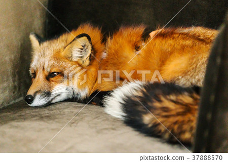 red fox indoor 37888570