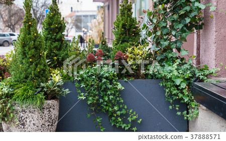 winter plants in pot outdoor 37888571