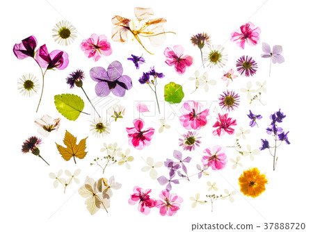 colorful dry flowers 37888720