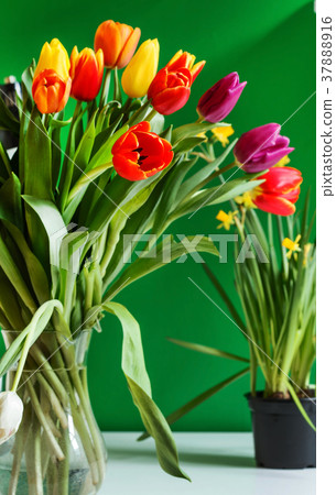 colorful tulips colorful tulips 37888916