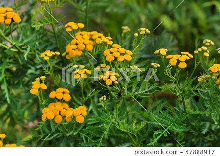 Tansy (Tanacetum vulgare) yellow flowers. 37888917