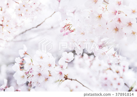 櫻花盛開 櫻花盛開 37891814