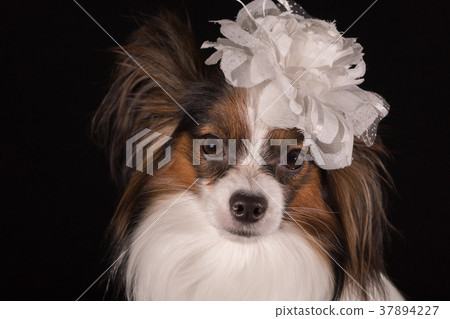 Beautiful dog Continental Toy Spaniel Papillon 37894227