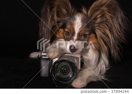 Beautiful dog Continental Toy Spaniel Papillon 37894244