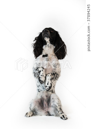 Beautiful female spaniel sits on its hind legs on Beautiful female spaniel sits on its hind legs on 37894245