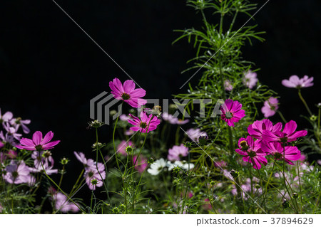 Flower cosmos cosmos Flower cosmos cosmos 37894629
