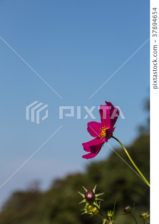 花波斯菊宇宙 37894654