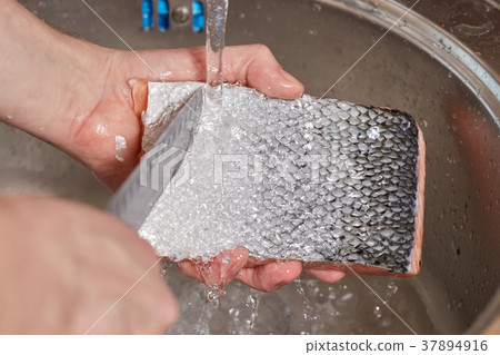 Hands washing and cleaning salmon fish over sink Hands washing and cleaning salmon fish over sink 37894916