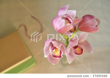 Cymbidium Cymbidium 37895086