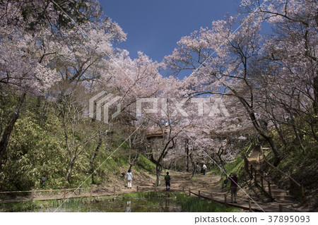 高田城堡公園與藍藍的天空 高田城堡公園與藍藍的天空 37895093