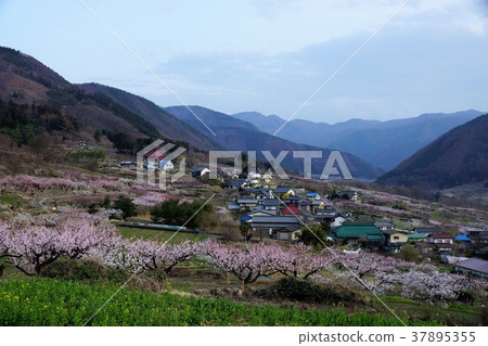 Anzu flower Anzu flower 37895355
