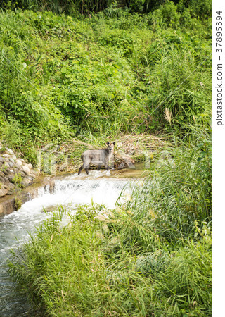 Encounter with the Japanese serow Encounter with the Japanese serow 37895394