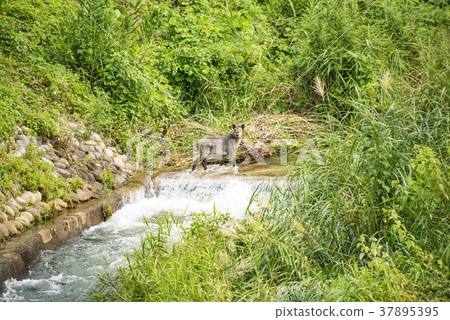 Encounter with the Japanese serow 37895395