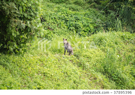 Encounter with the Japanese serow Encounter with the Japanese serow 37895396