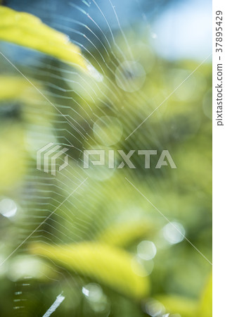 With spider green and shallow green With spider green and shallow green 37895429