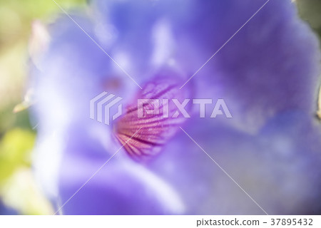 在花特寫鏡頭宏指令 37895432