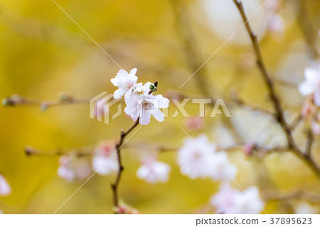 October cherry blossoms October cherry blossoms 37895623