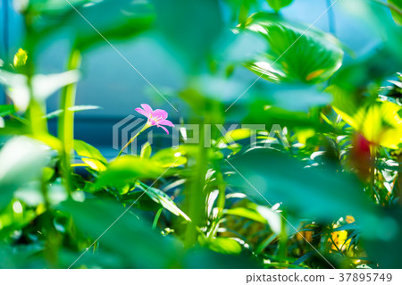 Pink Rain lily flower in garden 37895749