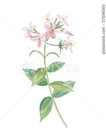 薩賓草 37896003