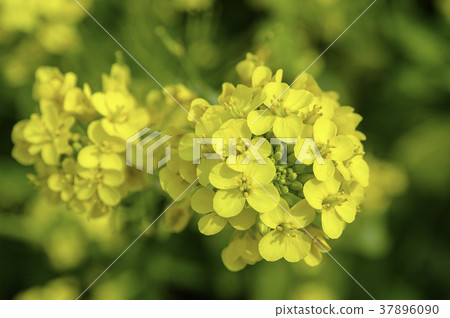 春天強姦開花黃色花 春天強姦開花黃色花 37896090