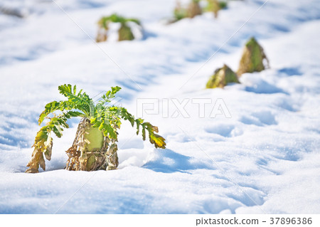 Japanese radish standing in the snow Japanese radish standing in the snow 37896386