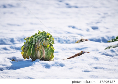 Chinese cabbage standing in the snow Chinese cabbage standing in the snow 37896387